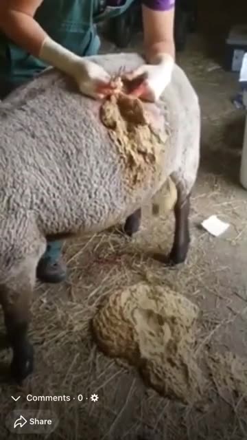 “When ‘Frothy Bloat’ Hits” frames it like a sudden, shocking event.