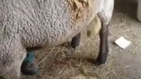 “When ‘Frothy Bloat’ Hits” frames it like a sudden, shocking event.