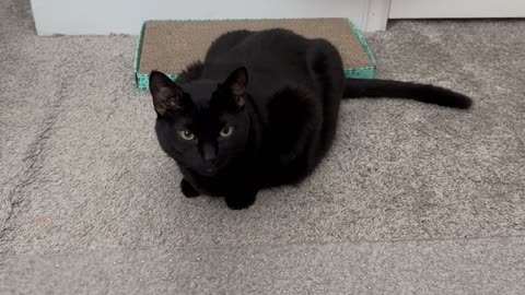 Cute Precious Piper is Almost a Loaf - Adopting a Cat from a Shelter Vlog