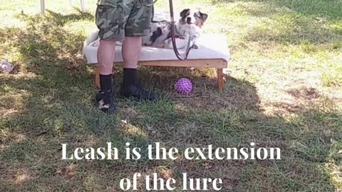 Leash Handling Skills 3c