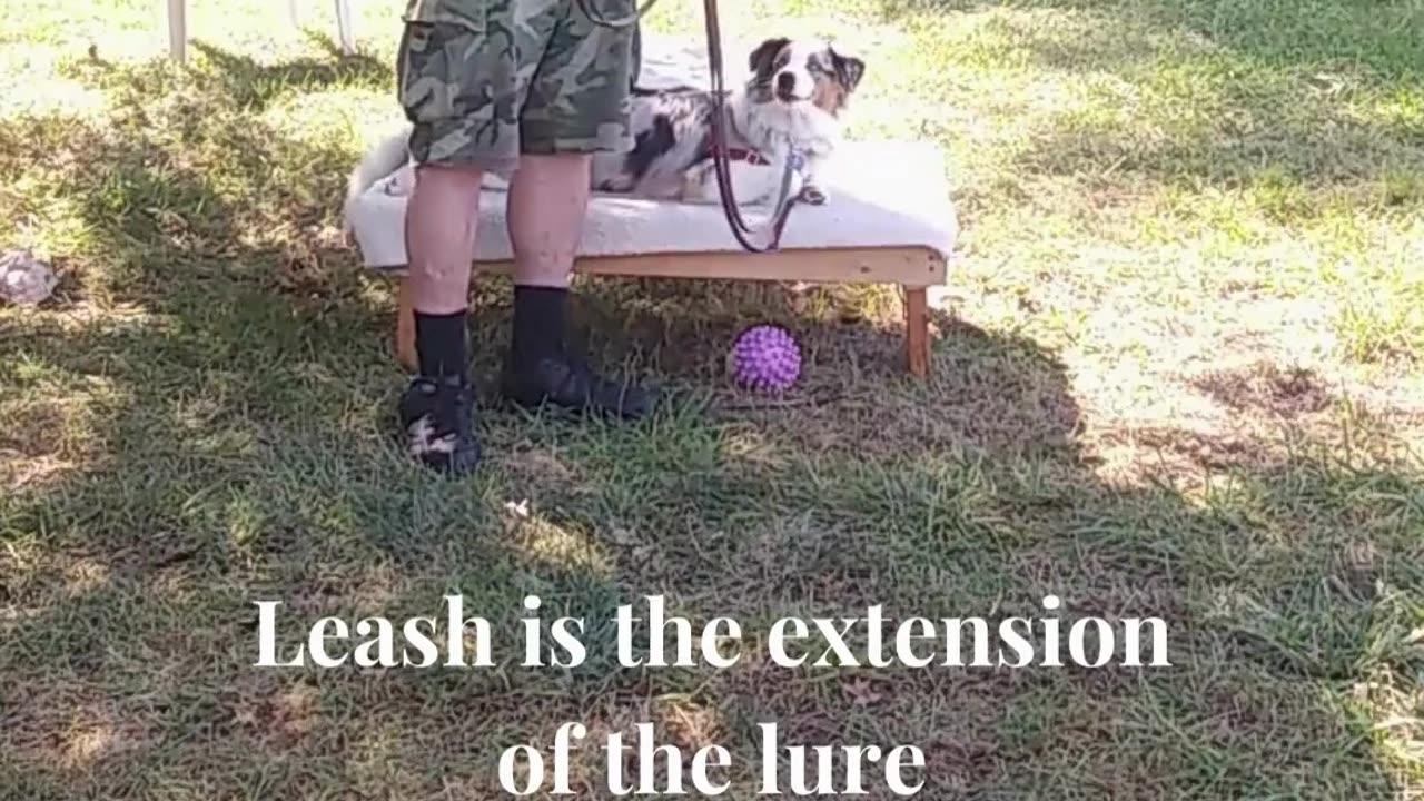 Leash Handling Skills 3c
