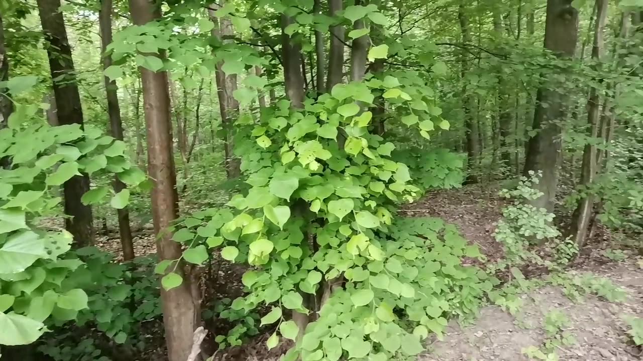 jajko z cukrem ....