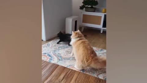 Try not to laugh cat video PT 03