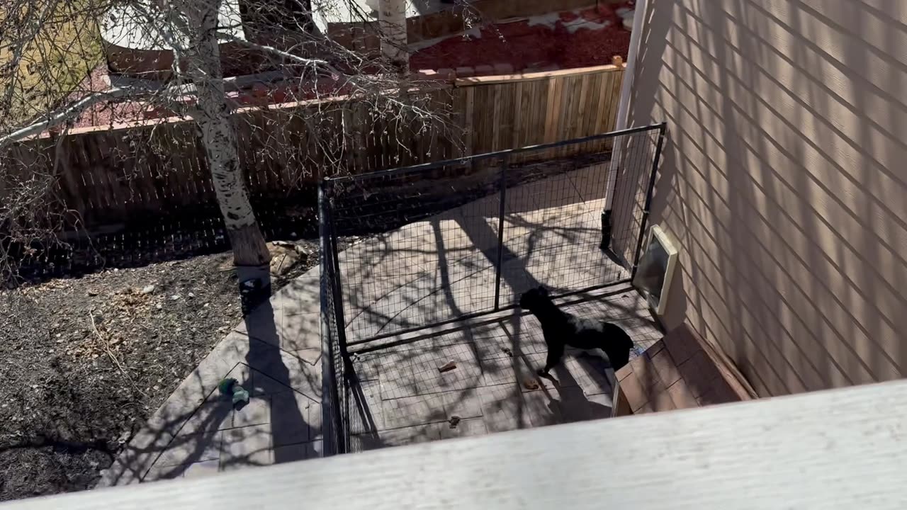 Good day outside and a dog reveal