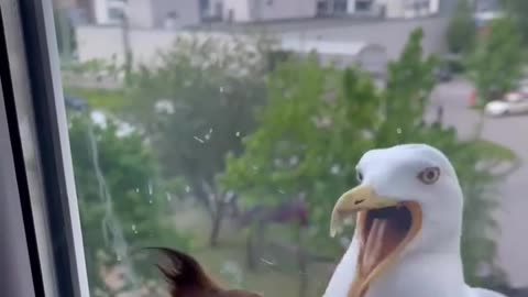 😂🐶 Dog vs. Glass Door Fail! | FunFM