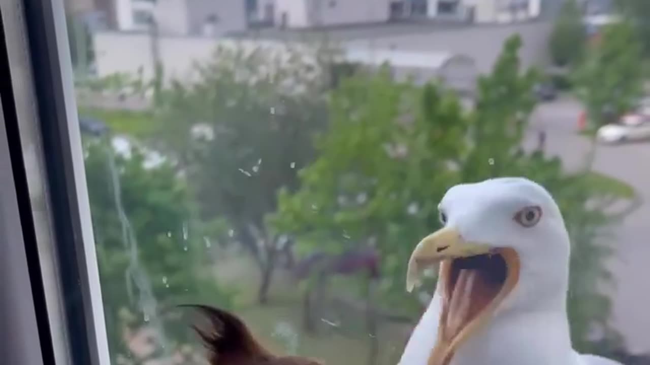 😂🐶 Dog vs. Glass Door Fail! | FunFM