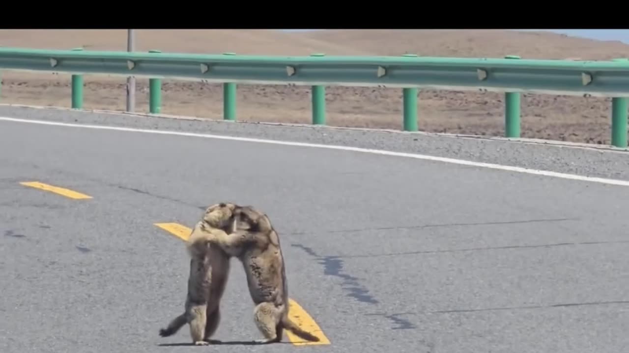 Two prairie fighting 😂