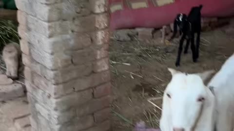 Animal farm