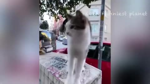 Funny dogs and cats