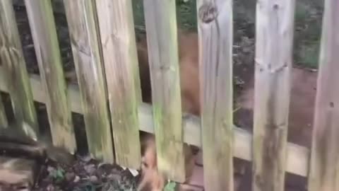 Poor doggy