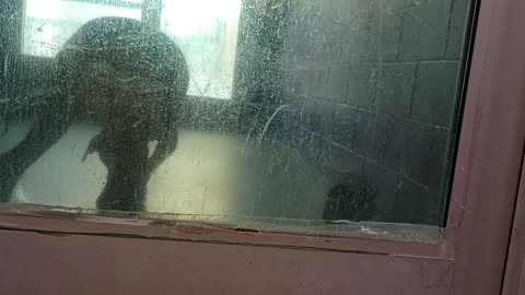 Nugget 5y Pet Id 946758 kennel big room 3 HSSAZ shelter20250523_124949174