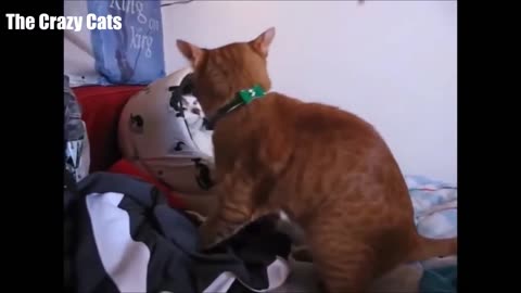 FUNNY CATS HEROS.