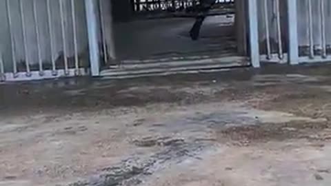 😂🐅 Tiger Cub MELTDOWN When Mom Says No! | FunFM