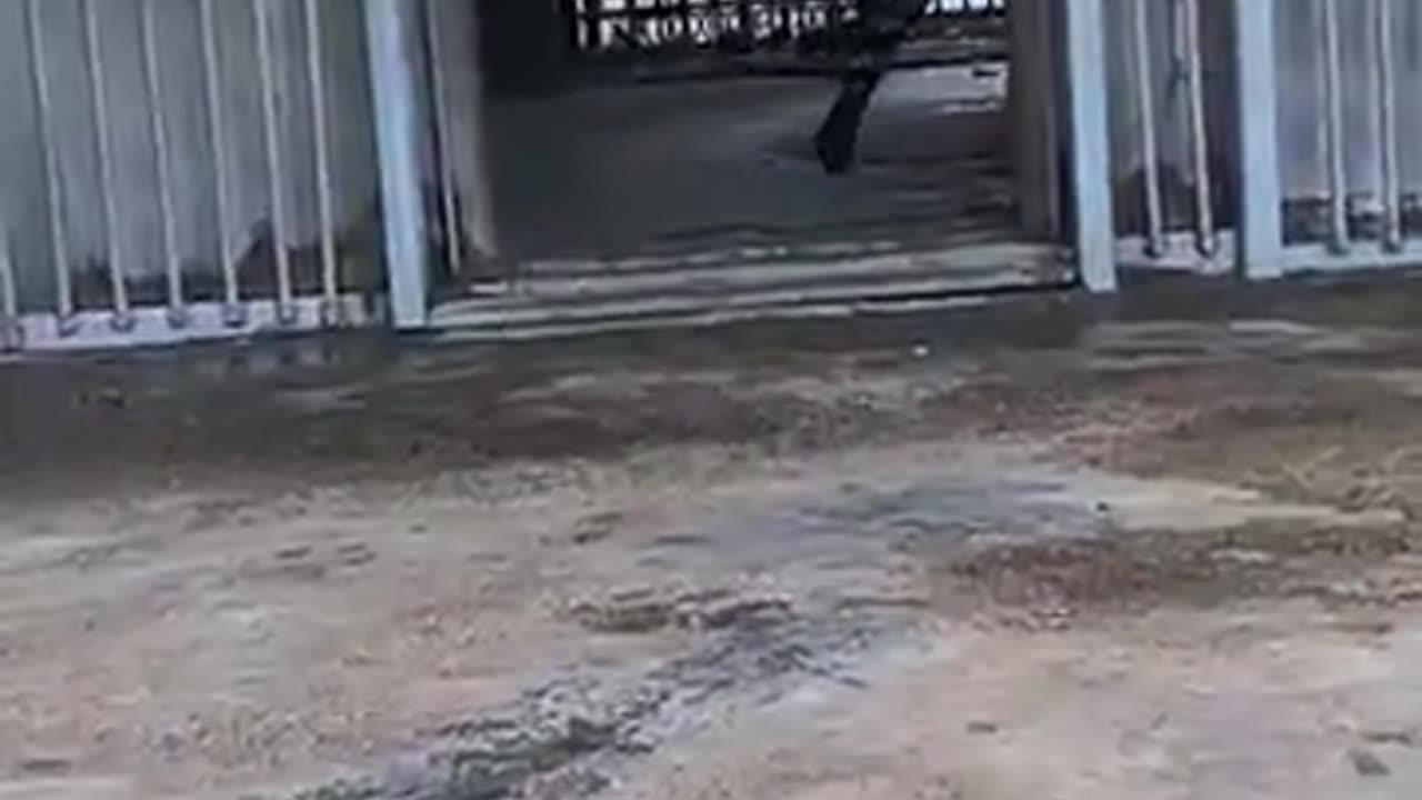 😂🐅 Tiger Cub MELTDOWN When Mom Says No! | FunFM