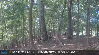 The Woods – 08/29/2025