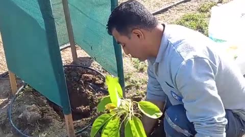 How to graft avocado plants?
