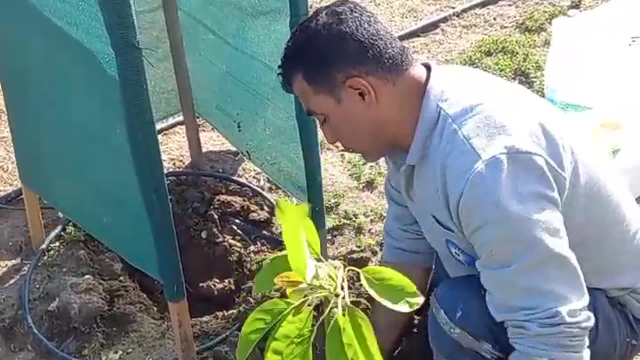 How to graft avocado plants?