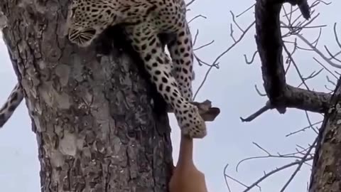 Leopard holding on to its prey..