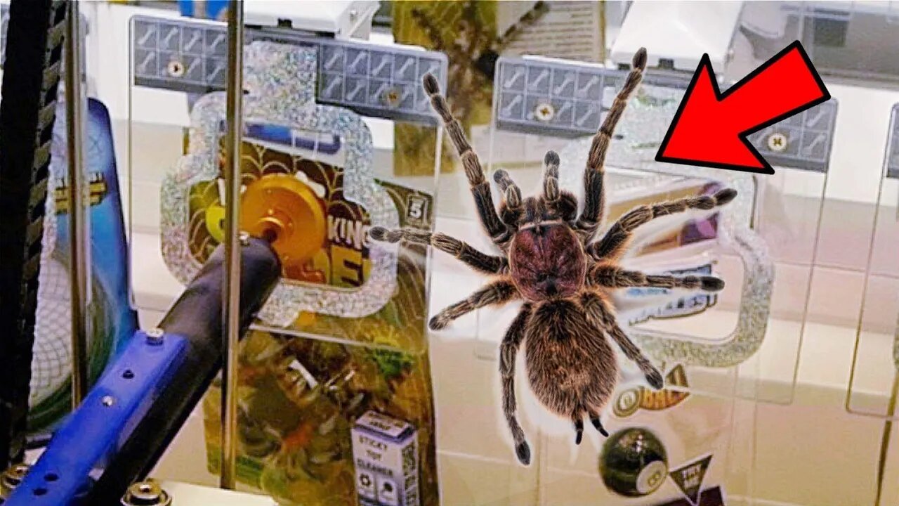 WINNING A TARANTULA FROM KEYMASTER?!?
