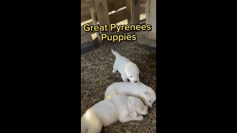 Our little Great Pyrenees puppies are growing so quickly.