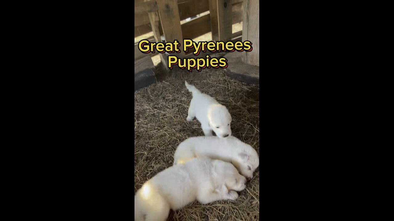 Our little Great Pyrenees puppies are growing so quickly.