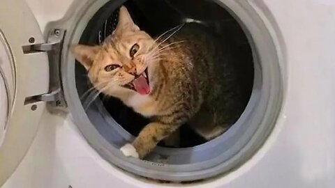 When a diva of a CAT enters your life...🐱Best Dramatic Cat!