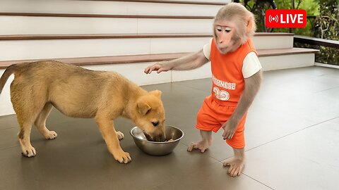 Bibi gives special attention and affection to the puppy after many days of traveling!