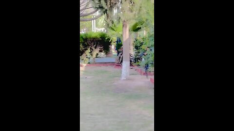 mehr nadeem