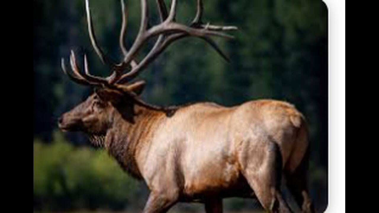 Pennsylvania Elk Live Webcam