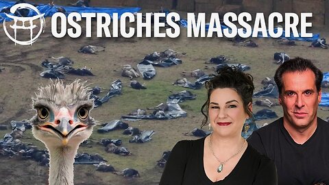 🐦 OSTRICHES MASSACRE (Excerpt) with JANINE & JEAN-CLAUDE - NOV 11, 2025