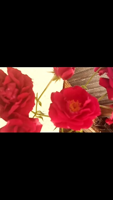 A DARK SABBATH - DAILY DEVOTIONAL ❤️