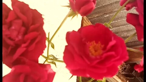 A DARK SABBATH - DAILY DEVOTIONAL ❤️