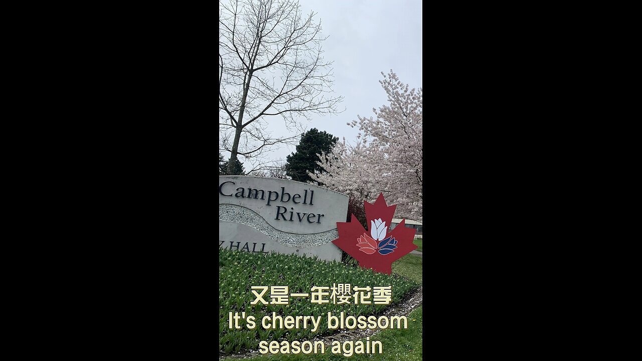 It’s Cherry blossom season again