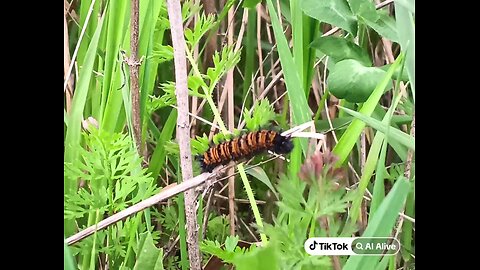 my photo came alive with TikTok Alive!