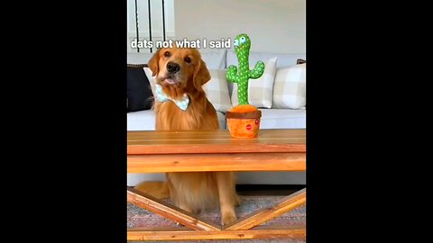 Doges 🐶 with talking cactus 🌵