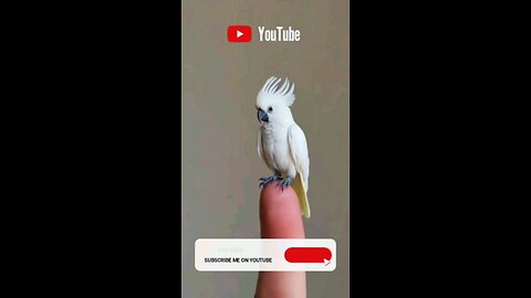 cockatoo