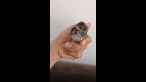 Baby sparrow