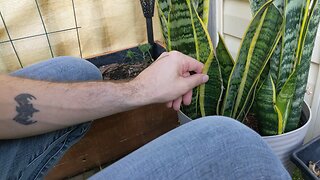 The Snake Plant (Sansevieria Trifasciata) - Porch Paradise - S2.07