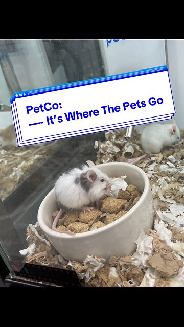 PetCo: It’s Where The Pets Go