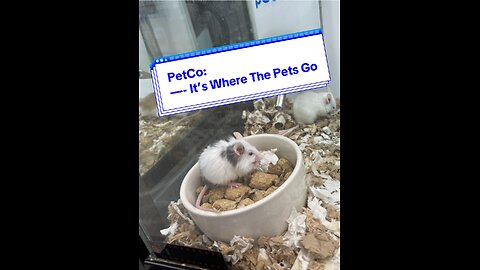 PetCo: It’s Where The Pets Go