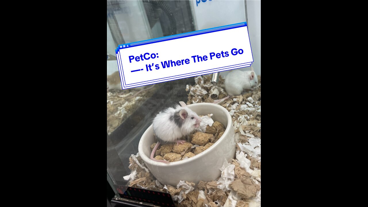 PetCo: It’s Where The Pets Go