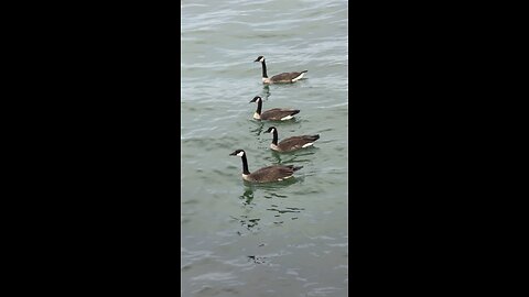 Gang Of Seagulls 😍😍 P4