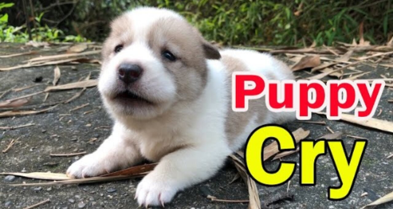 Puppy 4 week