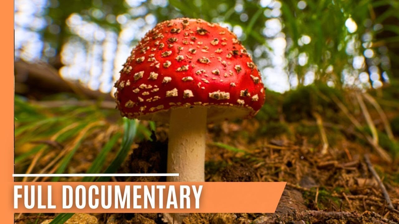 Silent Killers: The Forest Threats Creeping into Our Lives | Full Documentary