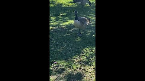 Canada Goose 🪿 #canadagoose #followme #shorts #viral #trending