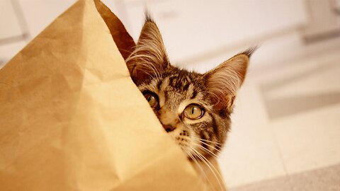 CATS OUT OF THE BAG