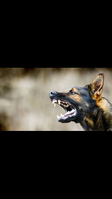 Dog Crying ....🐈🐕 #viral #animals