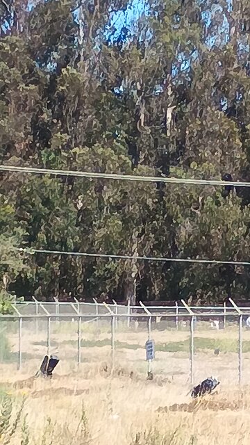 @Tumpy @DOGE @ICE Illegal drac demonrats stalking human Americans