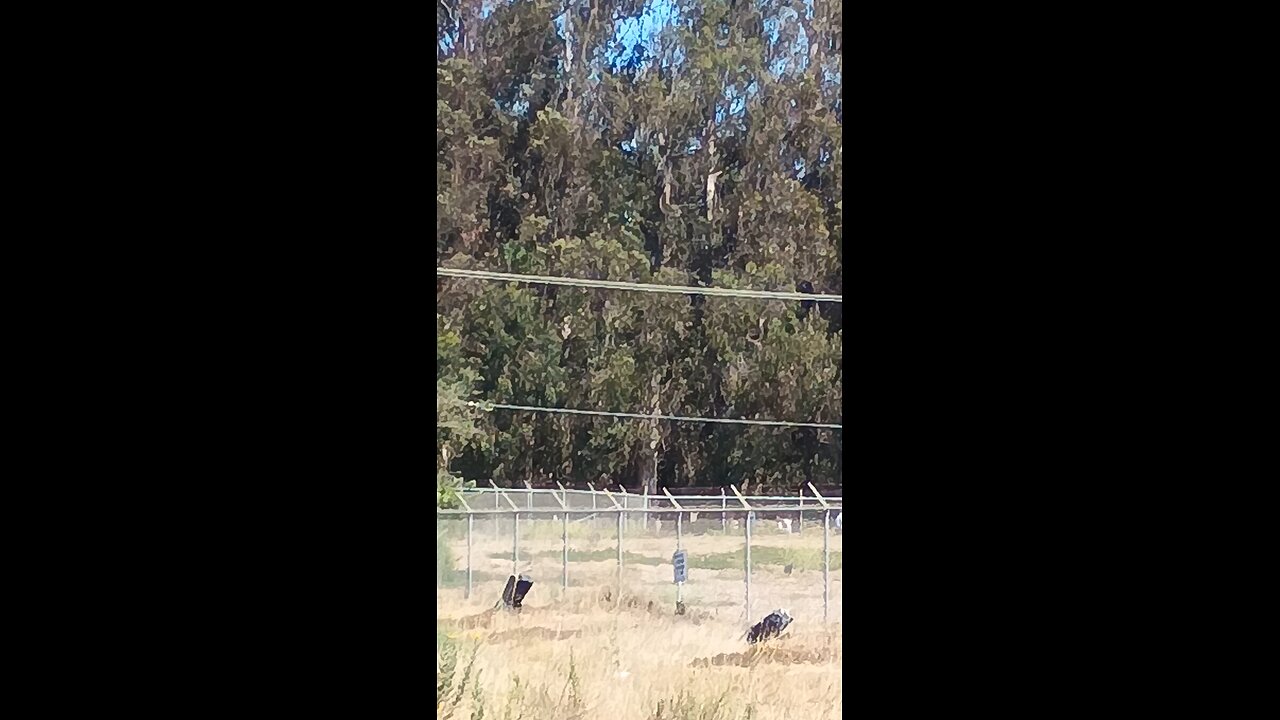 @Tumpy @DOGE @ICE Illegal drac demonrats stalking human Americans