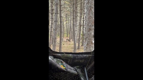 Deer